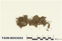 藏品(叢苔科)的圖片